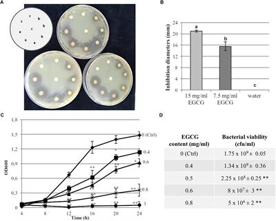 Inhibition of Virulence-Related Traits in Pseudomonas syringae pv. actinidiae by Gunpowder Green Tea Extracts